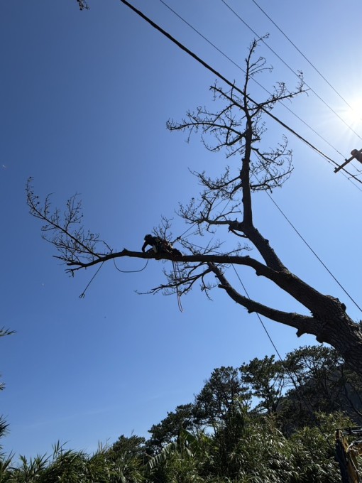 高木伐採｜三島村硫黄島地区